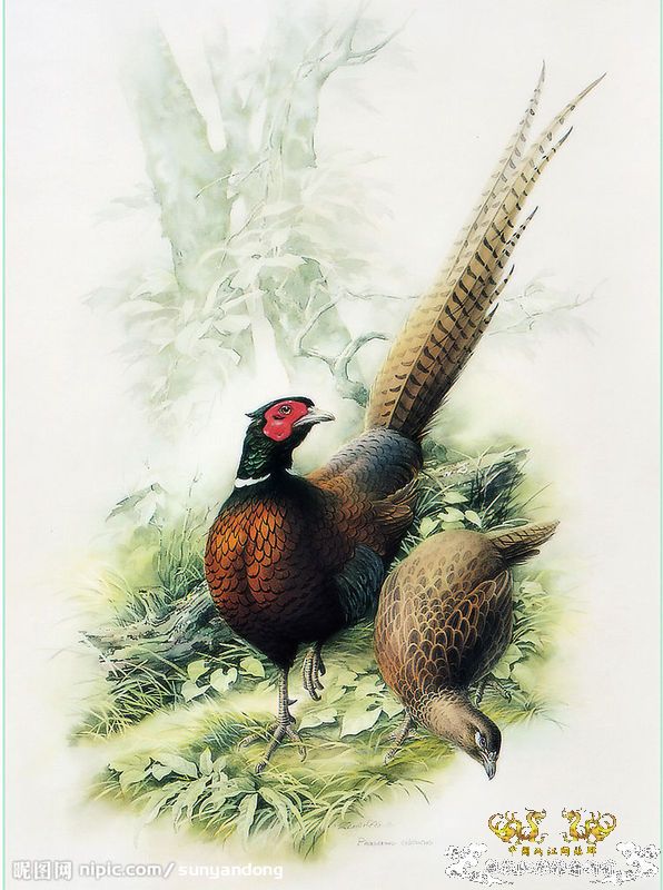 上海动物园4－这些是什么？是鸡＿＿＿＿吧！