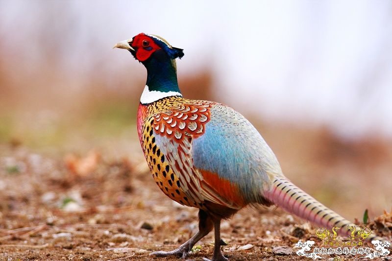 上海动物园4－这些是什么？是鸡＿＿＿＿吧！