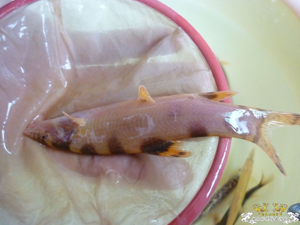 家中鳅类