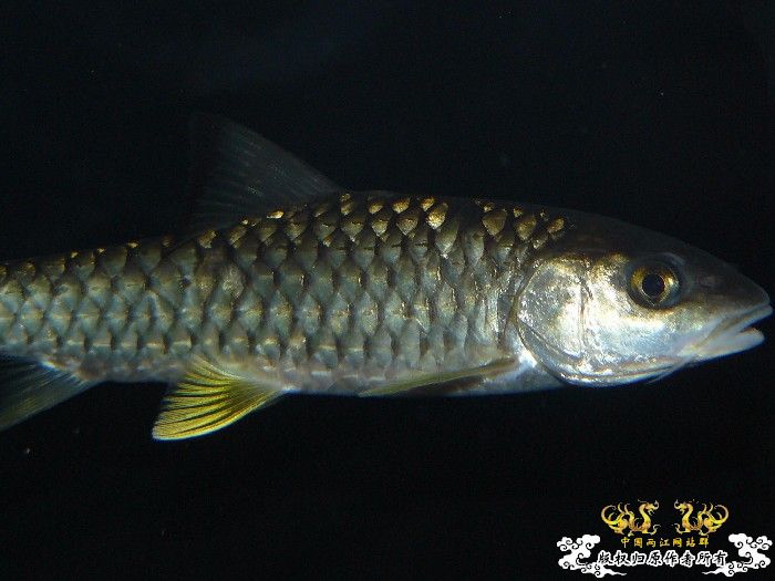 [分享] 軍魚