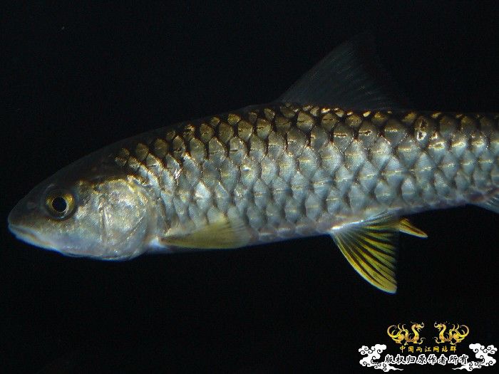 [分享] 軍魚