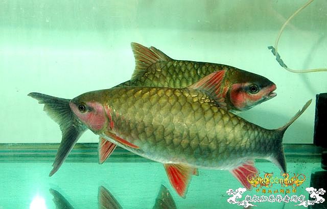 [分享] 軍魚