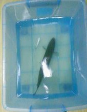 小弟潜水许久第一次发贴, !路过大神请鉴定!(已上图)