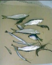 小弟潜水许久第一次发贴, !路过大神请鉴定!(已上图)