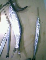 小弟潜水许久第一次发贴, !路过大神请鉴定!(已上图)