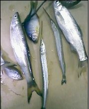 小弟潜水许久第一次发贴, !路过大神请鉴定!(已上图)