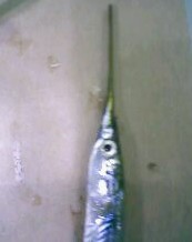 小弟潜水许久第一次发贴, !路过大神请鉴定!(已上图)