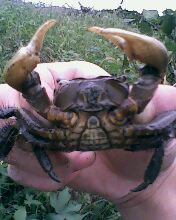 小弟潜水许久第一次发贴, !路过大神请鉴定!(已上图)