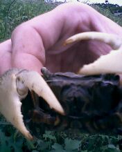 小弟潜水许久第一次发贴, !路过大神请鉴定!(已上图)