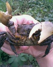 小弟潜水许久第一次发贴, !路过大神请鉴定!(已上图)