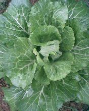 小弟潜水许久第一次发贴, !路过大神请鉴定!(已上图)