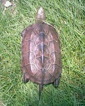 小弟潜水许久第一次发贴, !路过大神请鉴定!(已上图)