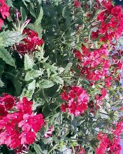 小弟潜水许久第一次发贴, !路过大神请鉴定!(已上图)