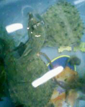 小弟潜水许久第一次发贴, !路过大神请鉴定!(已上图)