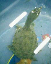 小弟潜水许久第一次发贴, !路过大神请鉴定!(已上图)