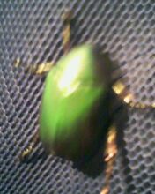 小弟潜水许久第一次发贴, !路过大神请鉴定!(已上图)