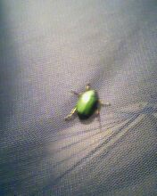 小弟潜水许久第一次发贴, !路过大神请鉴定!(已上图)