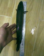 小弟潜水许久第一次发贴, !路过大神请鉴定!(已上图)