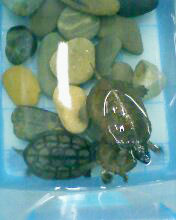 小弟潜水许久第一次发贴, !路过大神请鉴定!(已上图)