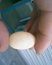 小弟潜水许久第一次发贴, !路过大神请鉴定!(已上图)