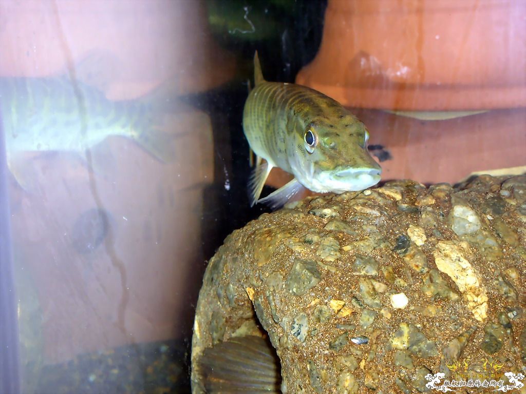 突然死了一些鱼后，家里剩下的