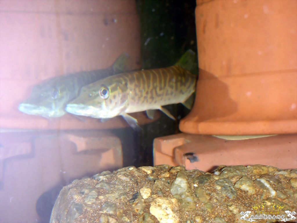 突然死了一些鱼后，家里剩下的