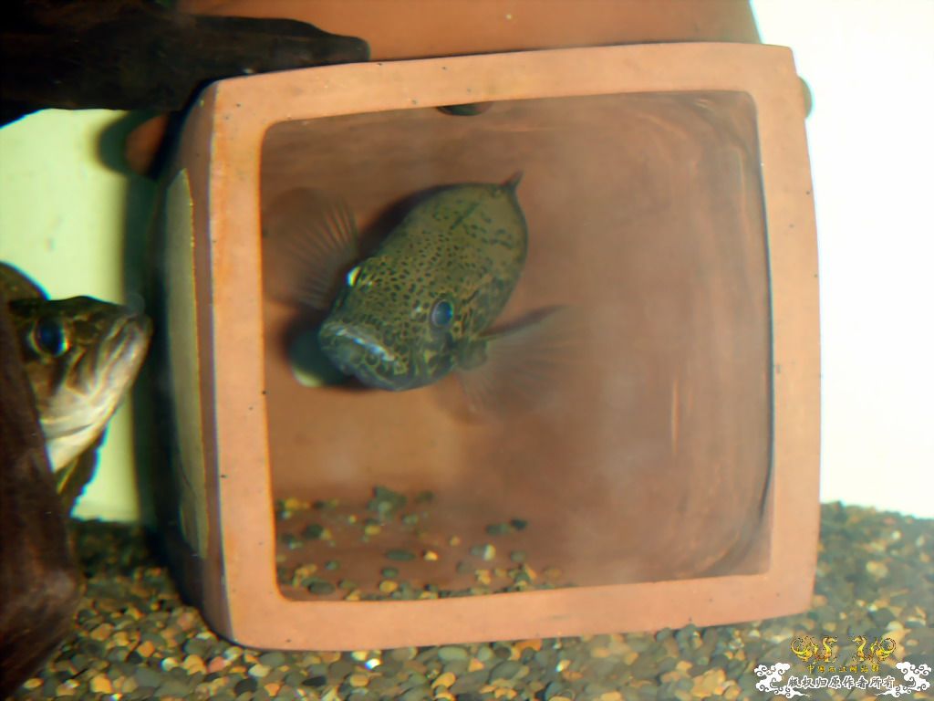 突然死了一些鱼后，家里剩下的