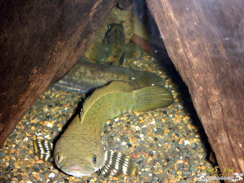 突然死了一些鱼后，家里剩下的