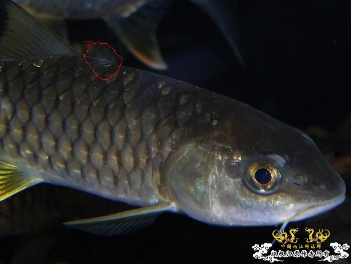 [分享] 軍魚