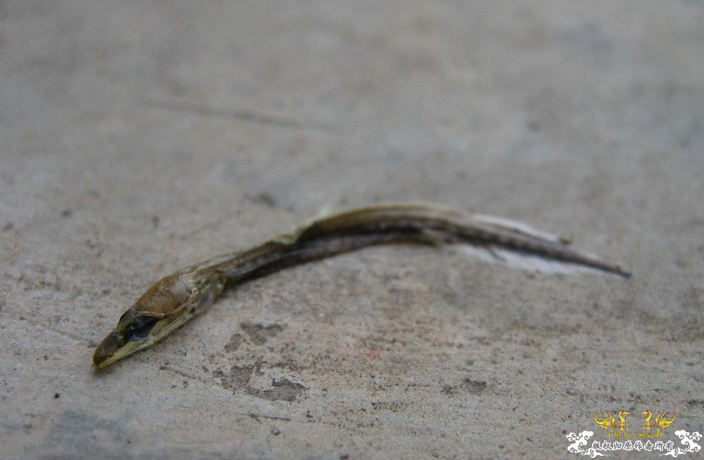 猜下干尸是什么鱼