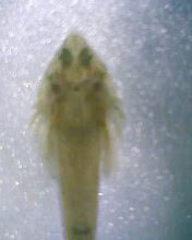 小弟有上新品种, 再次求路过大神鉴定! 嘿嘿昨天夜里抓的!