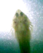 小弟有上新品种, 再次求路过大神鉴定! 嘿嘿昨天夜里抓的!