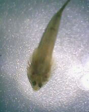 小弟有上新品种, 再次求路过大神鉴定! 嘿嘿昨天夜里抓的!