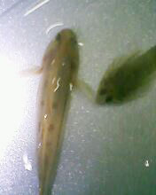 小弟有上新品种, 再次求路过大神鉴定! 嘿嘿昨天夜里抓的!