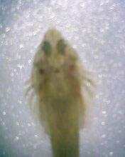 小弟有上新品种, 再次求路过大神鉴定! 嘿嘿昨天夜里抓的!