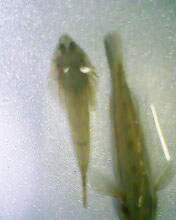 小弟有上新品种, 再次求路过大神鉴定! 嘿嘿昨天夜里抓的!