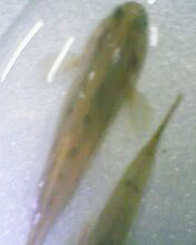 小弟有上新品种, 再次求路过大神鉴定! 嘿嘿昨天夜里抓的!