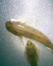 小弟有上新品种, 再次求路过大神鉴定! 嘿嘿昨天夜里抓的!