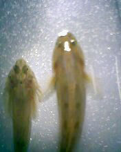 小弟有上新品种, 再次求路过大神鉴定! 嘿嘿昨天夜里抓的!