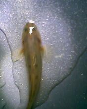 小弟有上新品种, 再次求路过大神鉴定! 嘿嘿昨天夜里抓的!