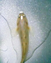 小弟有上新品种, 再次求路过大神鉴定! 嘿嘿昨天夜里抓的!