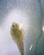 小弟有上新品种, 再次求路过大神鉴定! 嘿嘿昨天夜里抓的!