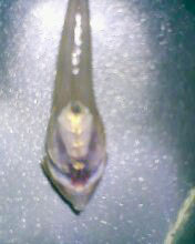 小弟有上新品种, 再次求路过大神鉴定! 嘿嘿昨天夜里抓的!