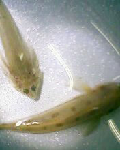 小弟有上新品种, 再次求路过大神鉴定! 嘿嘿昨天夜里抓的!