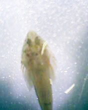 小弟有上新品种, 再次求路过大神鉴定! 嘿嘿昨天夜里抓的!