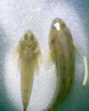 小弟有上新品种, 再次求路过大神鉴定! 嘿嘿昨天夜里抓的!