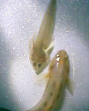 小弟有上新品种, 再次求路过大神鉴定! 嘿嘿昨天夜里抓的!