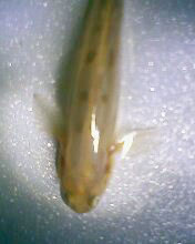 小弟有上新品种, 再次求路过大神鉴定! 嘿嘿昨天夜里抓的!