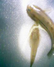 小弟有上新品种, 再次求路过大神鉴定! 嘿嘿昨天夜里抓的!