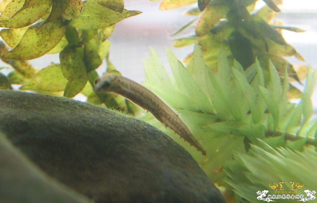 猜下干尸是什么鱼